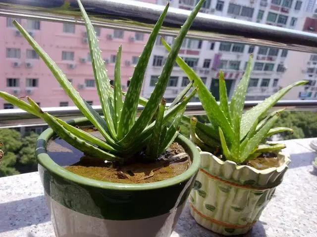 养花种草时，常出现这3种情况，说明真不适合养花，请及时止损