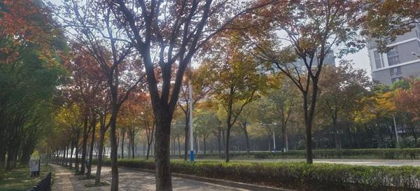 打造四季多彩的道路景观！青浦新增一条上海市绿化特色道路