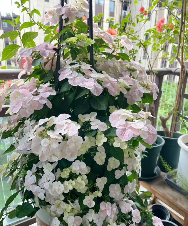 以“新娘”为名的绣球花，美丽动人，丰花勤花，易栽培，深受好评