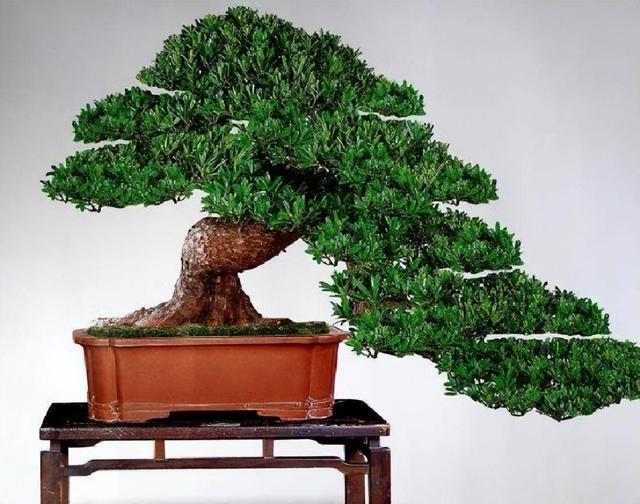 家养罗汉松，世代不受穷，4个小窍门，越养越富贵