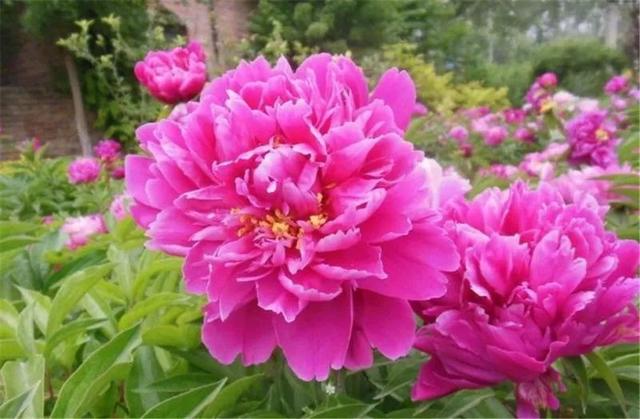 喜欢花吗？想在家里养花吗？建议种植这一种