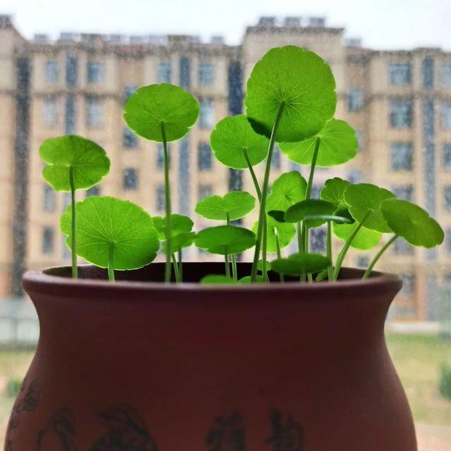客厅要种上4种“护宅花”，可不是迷信，是老一辈传下的智慧