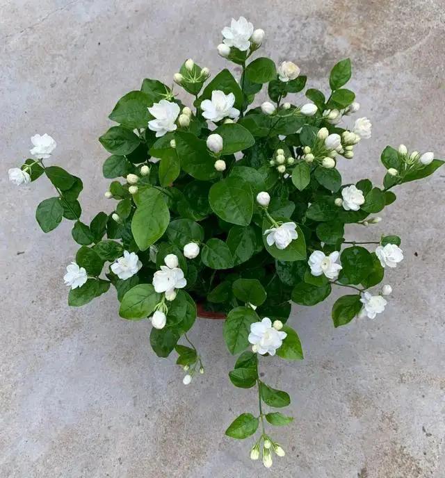 4种花适合阳台养，鲜艳又大气，浇点水就能开爆盆，太漂亮了