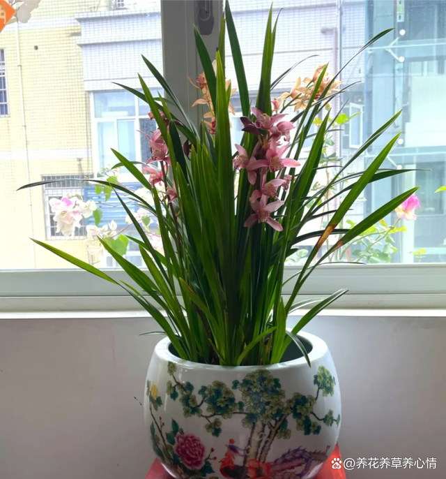 再有钱也不要养5种花，“买花一时爽，养花火葬场”，经验之谈
