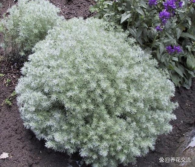 7种有高级灰质感的银叶植物，可不一定适合你