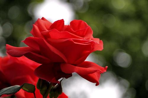 早春月季花出现这种黄叶，要及时处理