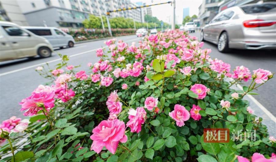 武汉：请叫我“玫瑰之城”
