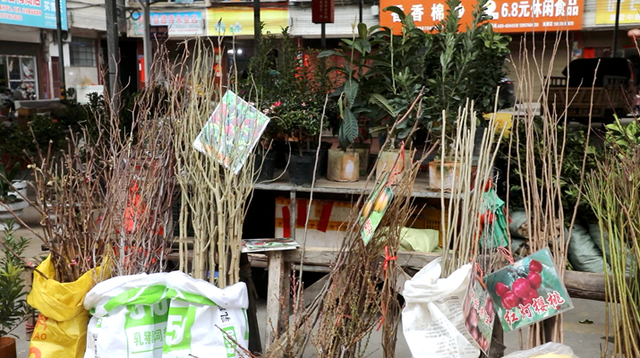 双牌：早春市场人气旺 花卉果木购销忙