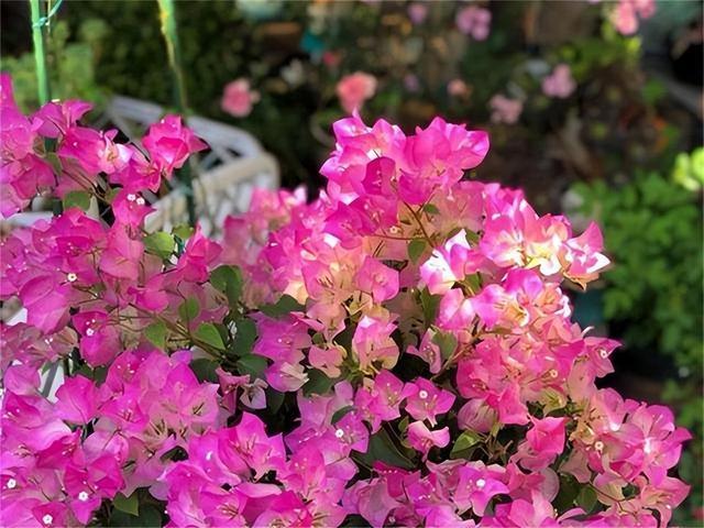 “多光照、多通风、少浇水”，懒养的6种花，满足这3条才能长势旺