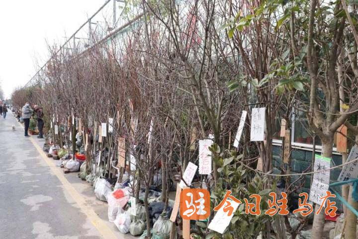 驻马店：植绿正当时 苗木销售旺