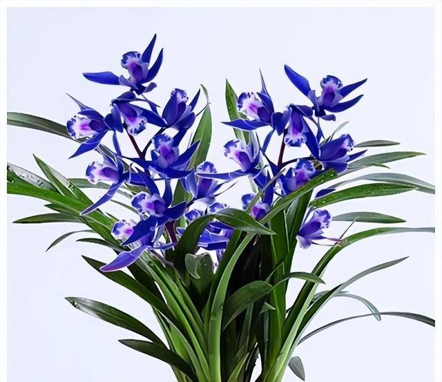 醉玲珑兰花突然火了，人称最美兰花，开花后兰香浓郁，高雅又大气