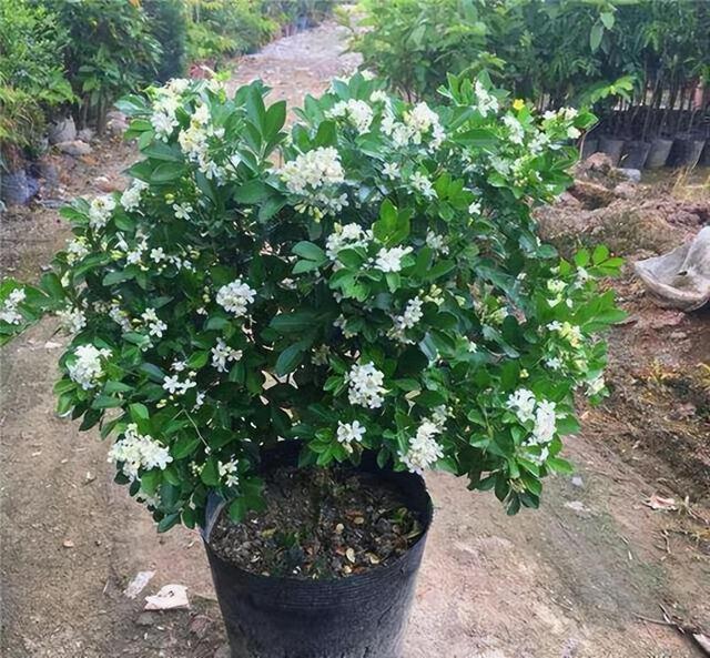院子里养九里香花，花香清香典雅，让人心旷神怡