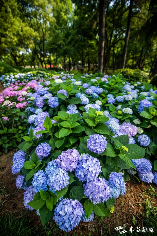 初夏时节，到汤湖公园与绣球花来场浪漫“约会”吧