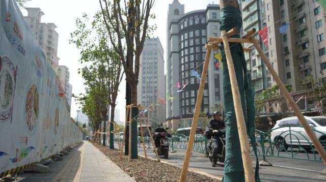 一起来探班！武宁南路沿线绿化恢复工程亮点→