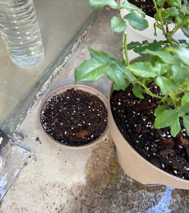 浇花时，巧用“3种水”，枝叶油光发亮，花朵鲜艳更旺盛