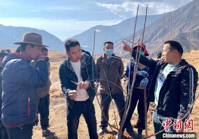 西藏芒康：国土绿化添新绿