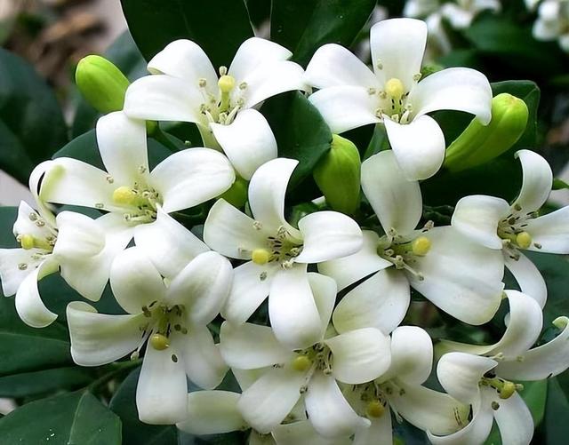 此花清新优雅，院子里养一株，香味浓郁真迷人，还可以净化空气