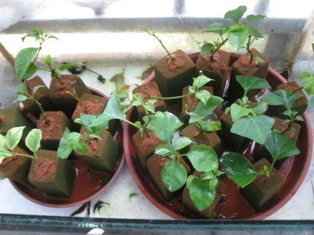 6、7月里，可以“扦插”这4种植物，天气越热，生根越快