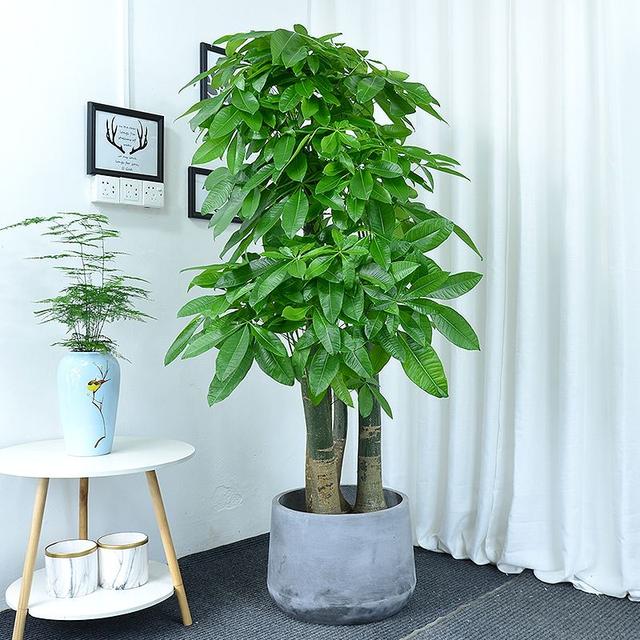 俗话说“养花用小盆，根壮花满盆”，10种花，用小盆，更好养