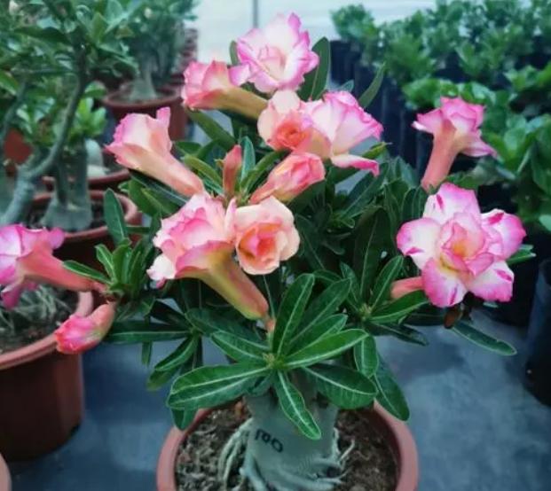 特“怕冷”的9种花，抓紧搬进室内吧，当心冻成“光杆司令”