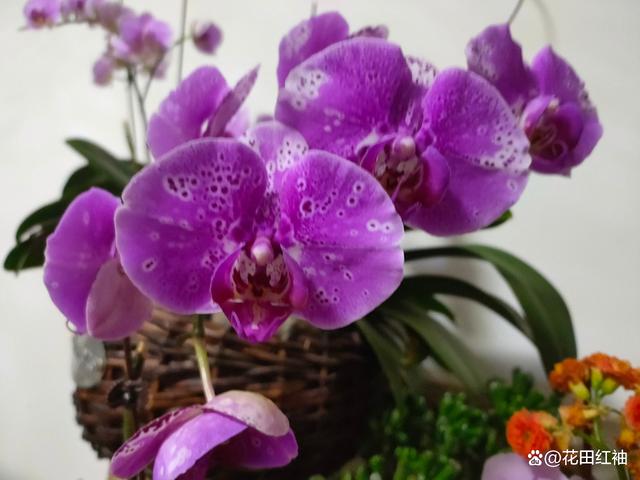 用6年养护蝴蝶兰的经验，总结出10个养护要点！很全，建议收藏！