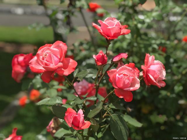 7月给月季花剪一剪，剪得越及时，越容易爆花