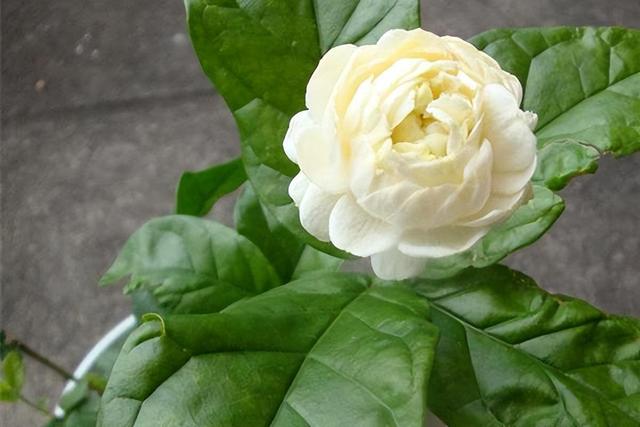 虎头茉莉——优秀的阳台盆栽花，花大芬芳颜值高，皎洁如月光