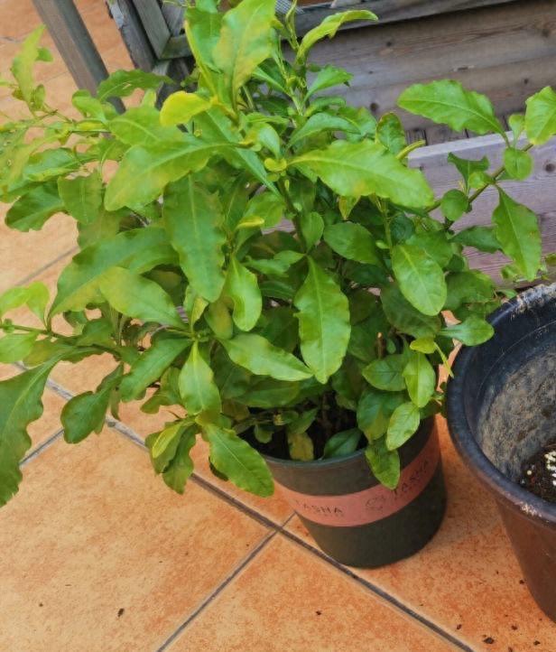 秋天养花，“5种花”抓紧换盆，长得更快更繁茂，开花多10倍