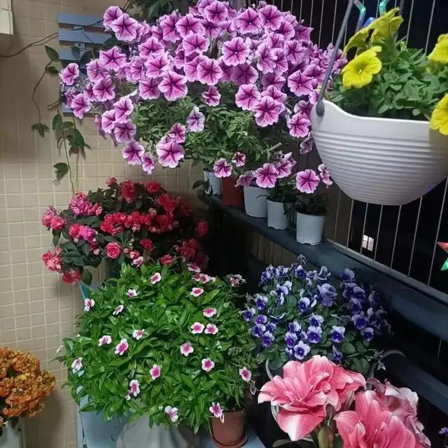 夏天逛花市，3种花“闭眼入”，拿回家就爆花，开到年根底