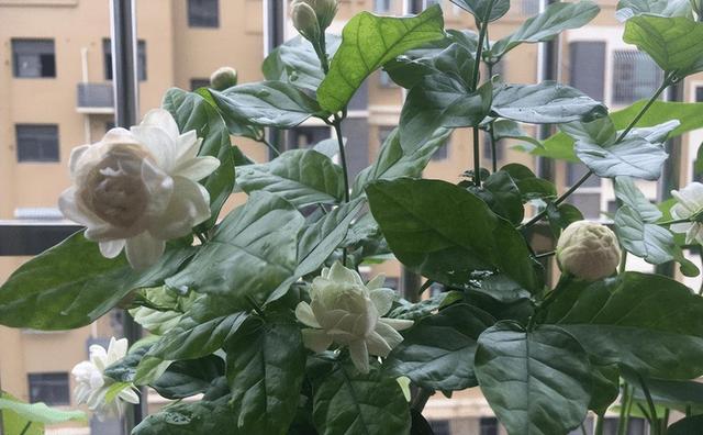 虎头茉莉——优秀的阳台盆栽花，花大芬芳颜值高，皎洁如月光