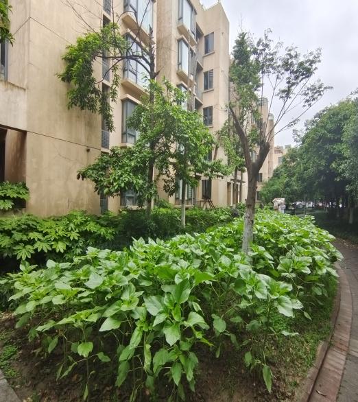 “绿茵行动”推动社区景观改造