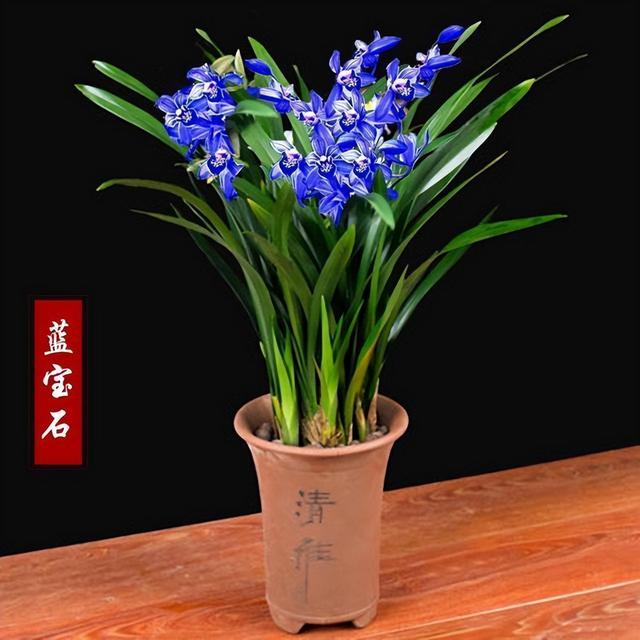 醉玲珑兰花突然火了，人称最美兰花，开花后兰香浓郁，高雅又大气