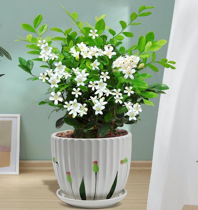 别养绿萝吊兰了，此花花期较长，比栀子还香，关键还能净化空气