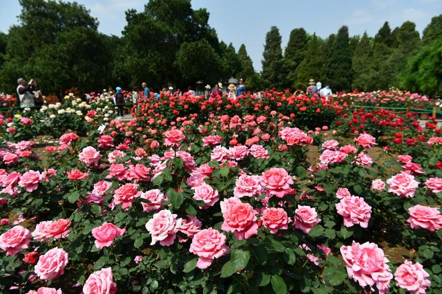 满城芬芳！八大展区绽放迎客，“月季项链”环绕京城