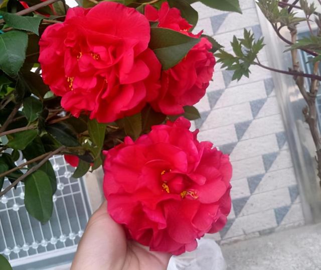 南方别养牡丹了，养盆“赤色烟火”，花大颜色红，香气馥郁
