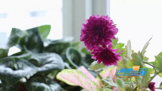 家里养花有啥讲究？这几点要注意