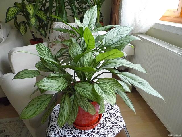 家里光线不好？6种耐阴花，生长茂盛绿油油