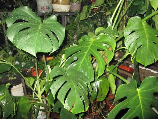 5种花是“酒鬼子”，15天喂一点酒，长势都“刹不住”