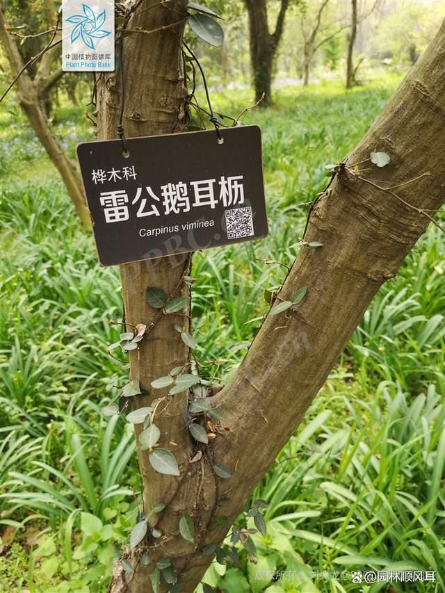 警惕四种假苗：日本雪铃树，日本四照花，英格兰山楂，欧洲鹅耳枥