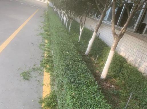 绿化修剪最佳时间是几月份 修剪树枝的时间介绍