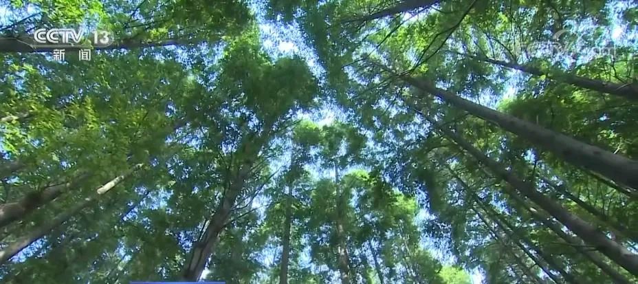 我国天然林面积增加3.23亿亩 国家储备林超9200万亩