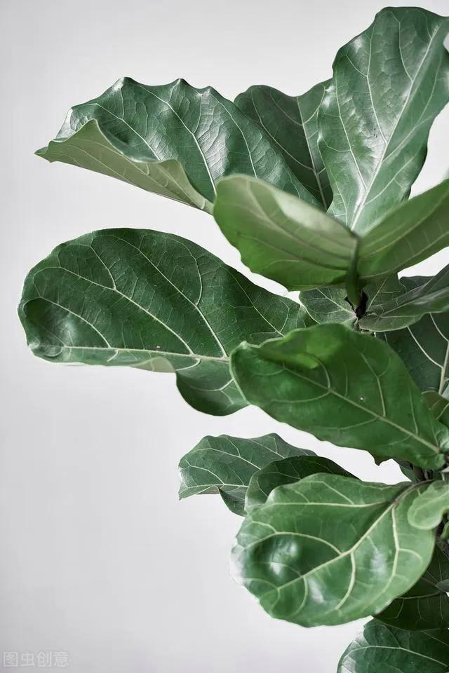 家里种什么植物好？这7种“高端”绿植，看着舒心又好养
