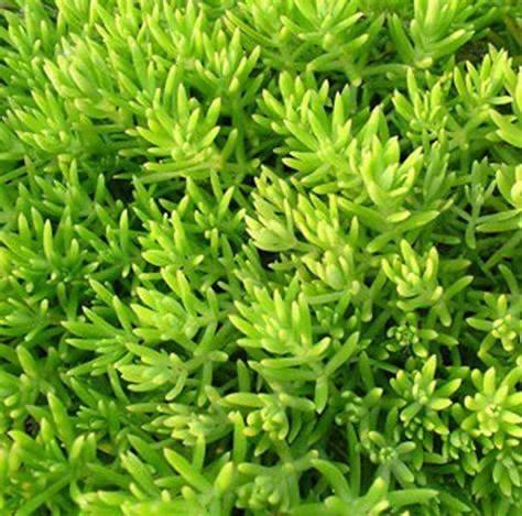 多肉植物——在古代中国