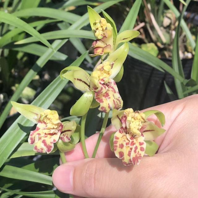 家里阳台养盆“高档”盆栽，花朵似玉狮，高雅又大气