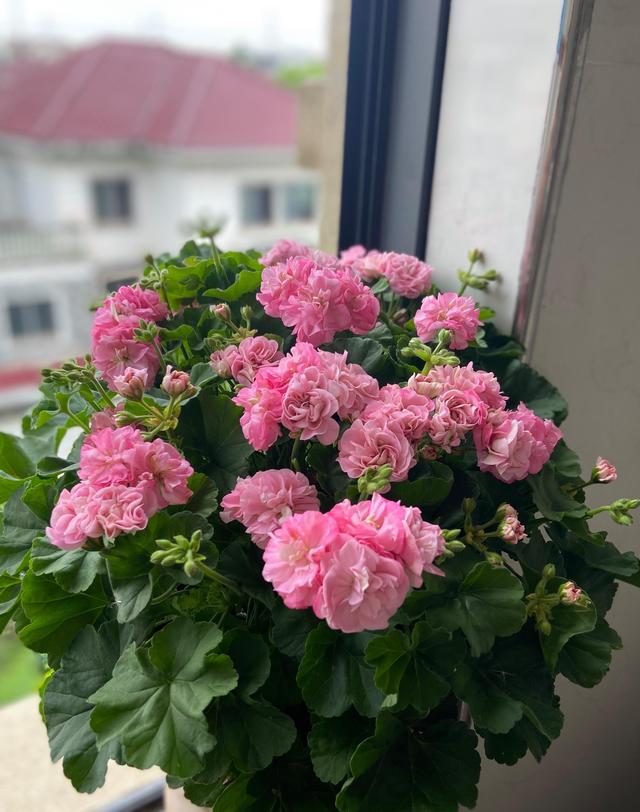 天竺葵又出新品种，花朵像玫瑰，颜值极高，还有香味，多季节绽放