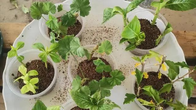 “烂大街”的5种花，很多人还当个“宝”，其实剪个枝就活！