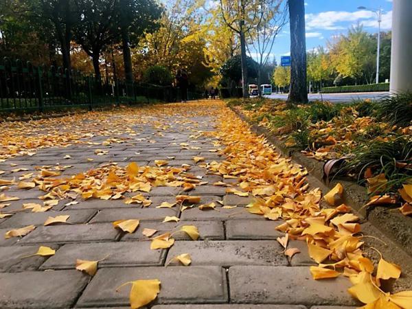 打造四季多彩的道路景观！青浦新增一条上海市绿化特色道路