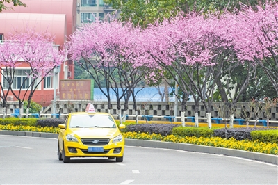 渝中区：绿化景观再升级 城市颜值再提升