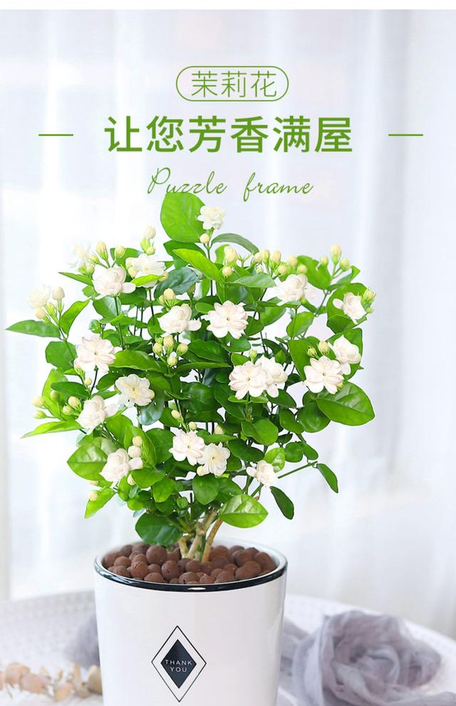 茉莉花怎么养才长得好？茉莉花的养护秘籍：让你的花朵绽放美丽！