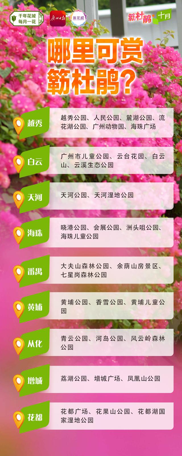 簕杜鹃，与广州“双向奔赴”的“绿化明星”
